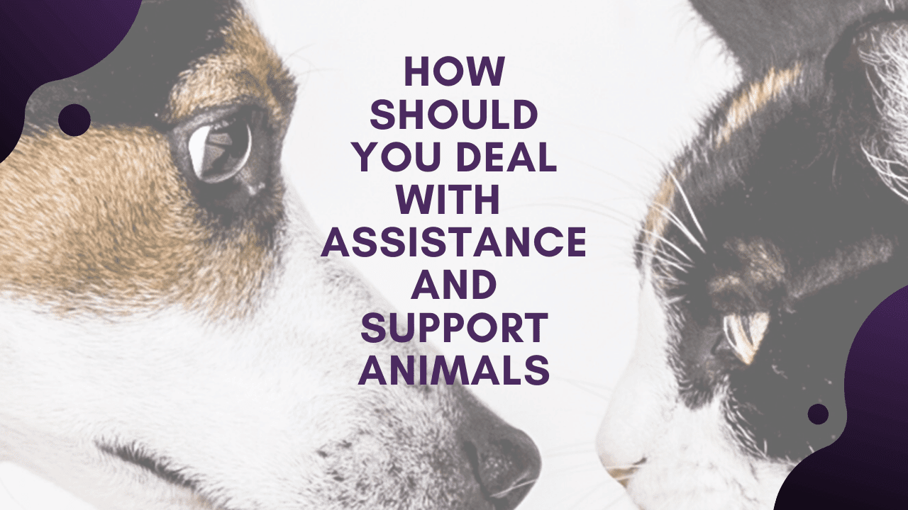 How Should You Deal With Assistance and Support Animals at Rental Properties – South Jersey Landlord Advice