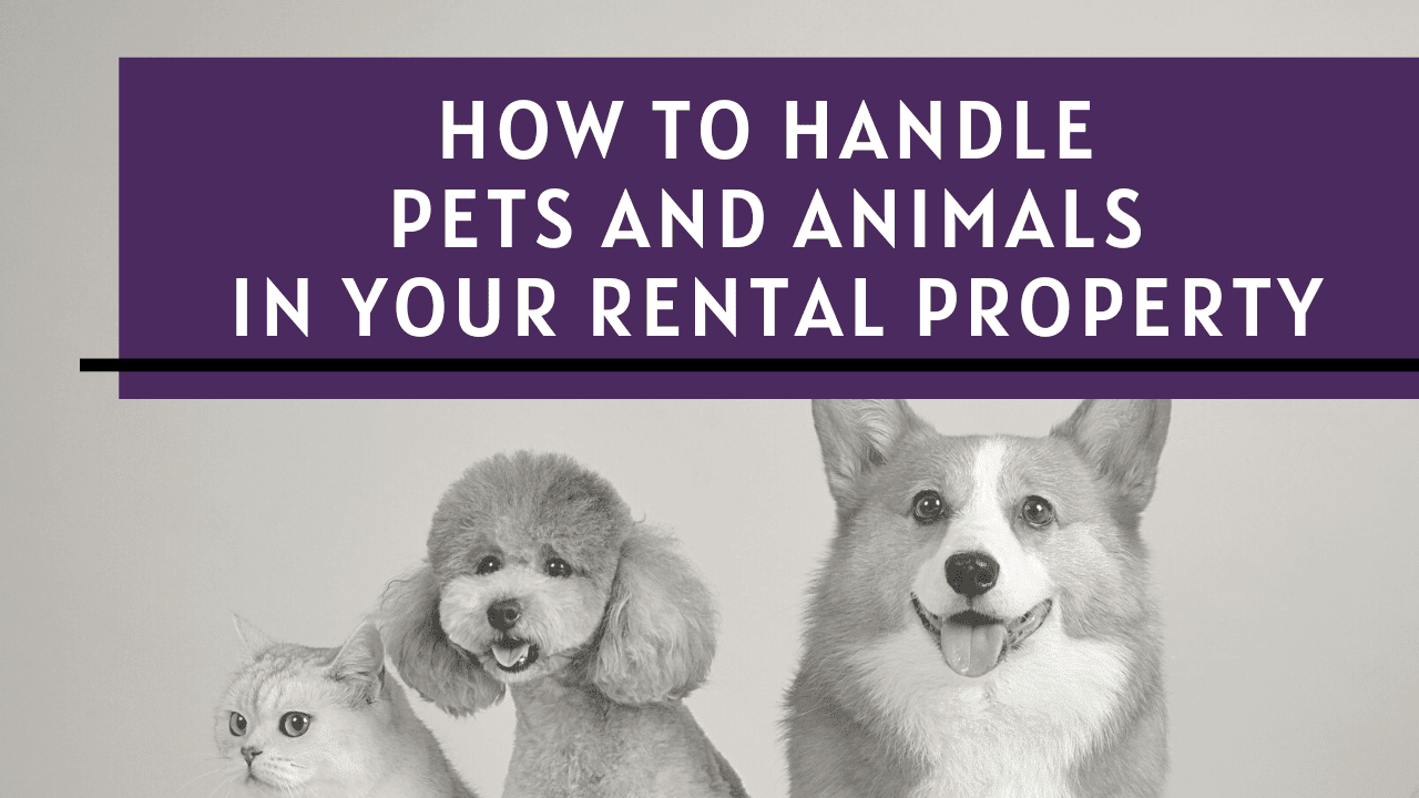 How to Handle Pets and Animals in Your South Jersey Rental Property