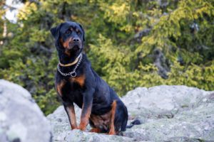 Rottweiler